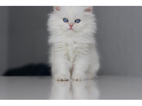 Full Şecereli Teslime Hazır Dişi British Longhair