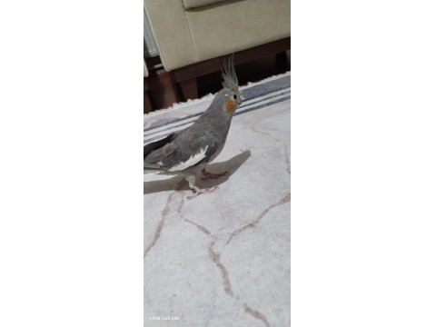 Akıllı Sultan Papağanı Paşa Elde Beslenmiş