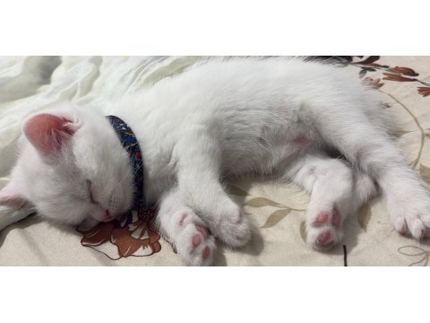 Beyaz British Longhair Yavru Erkek Kedisi