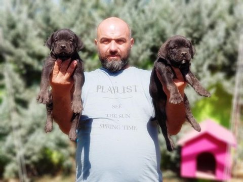 Cane Corso Yavru