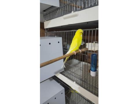 Jumbo Muhabbet Kuşu