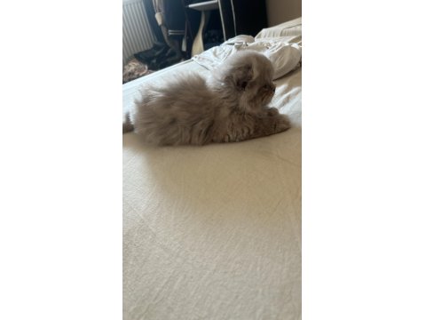 Dünyalar Tatlısı Scottish Straight Kızımız