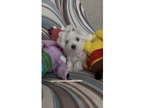 Safkan 0 Numara Kore Maltese