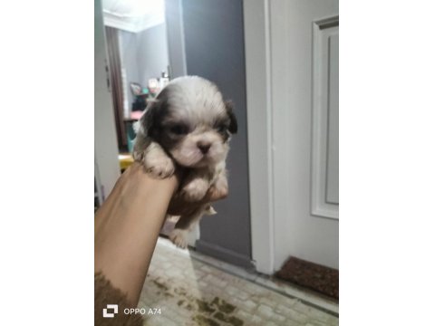 Shih Tzu Dişi Erkek 0 Numara Yavrular