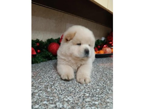 Mükemmel Çin Aslanı Yavru Köpekler