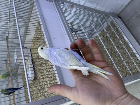 30 Günlük Rainbow Muhabbet Kuşu Bebek Yavru