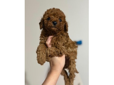 Toy Poodle Cinsi Yavrularım