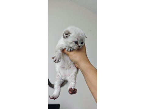 Scottish Blue Point Chocolate Point Yavruları