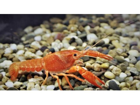 A Kalite Kerevit İstanbul