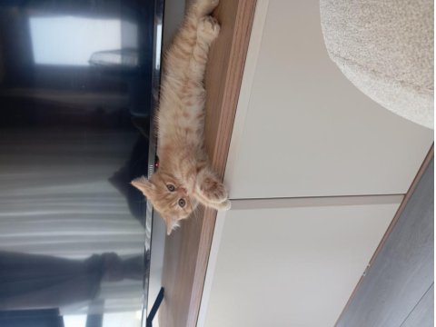 Tatlı Ve Oyuncu British Shorthair