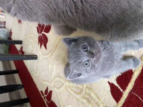 British Ve Scottish Kediler