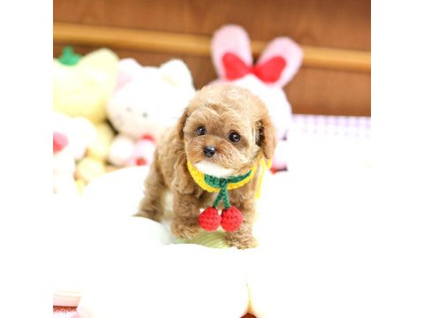 Toy Poodle Yavrularım Ücretsiz Değildir