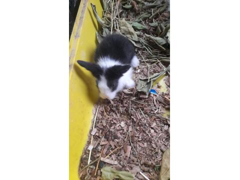 Hollanda Lop Tavşan Yavrusu