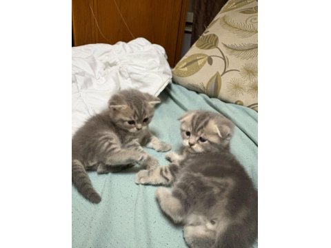 British Ve Scottish Shorthair Kediler
