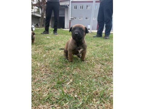 1 Aylık Belçika Malinois Yavru