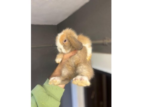 Hollanda Cüce Ve Mini Lop Tavşan Her Yere Gönderim Var