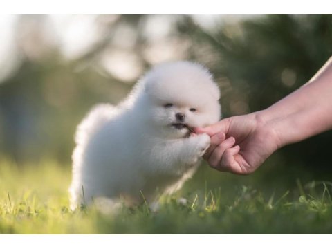 Pomeranian Boo Teddy Bear Yavrularımız