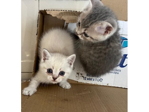 Minnak Sevecen Ve Oyuncu British Shorthair