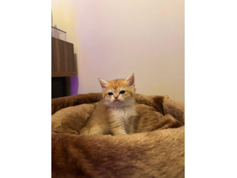 Golden Yeşil Mavi Göz Mükemmel Bebek Kedilerim