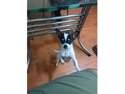 Şivava Köpeğimiz Yeni Yuva Arıyor