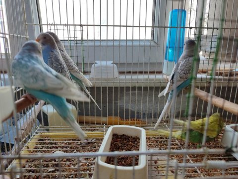 Yavru Muhabbet Kuşlar