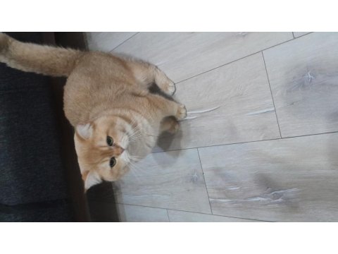 Yetişkin British Golden Ny 12