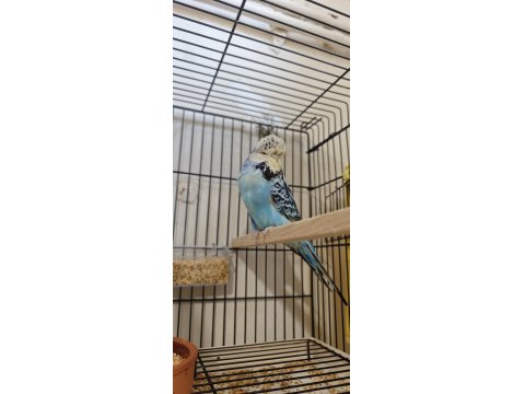 Show Erkek Dişi Muhabbet Kuşlarımız