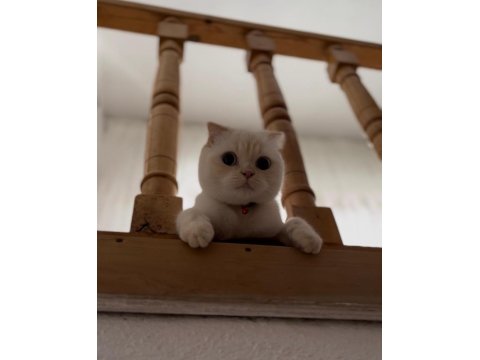 Scottish Fold Asalet Kedimize Yuva Arıyoruz