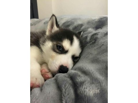 Husky Mavi Gözler İle Kalpleri Çalar