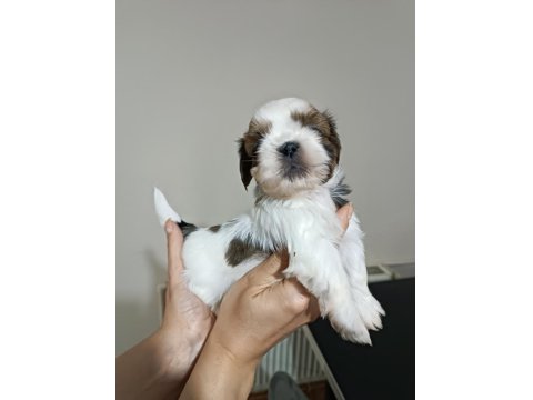 Yetiştirici Aileden Show Line Shih Tzu Yavruları