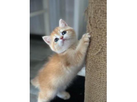 Golden Pofuduk Bir British Kız