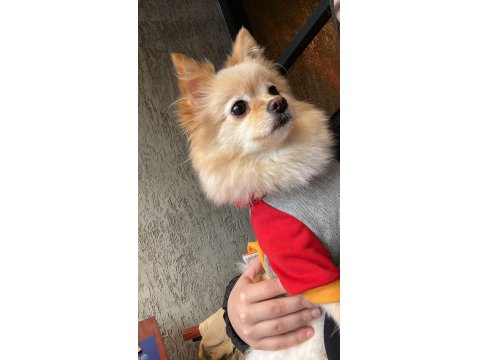 Eğitimli Pomeranian