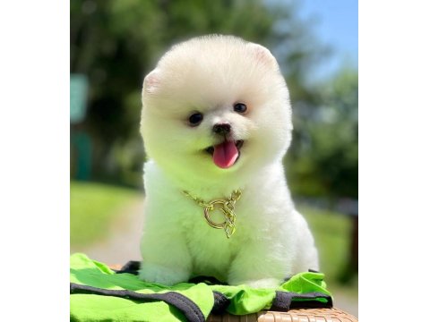 Safkan Pomeranian Boo Yavrularımız