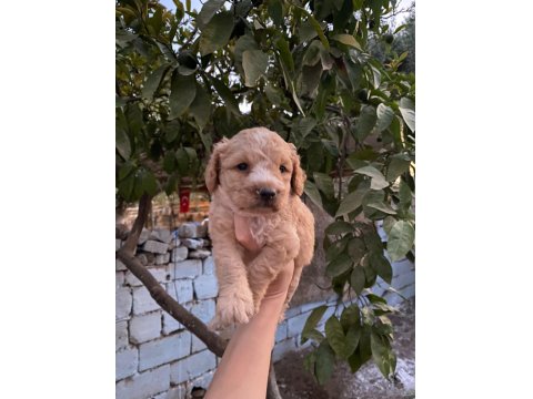 Mikro Poodle Bebekler
