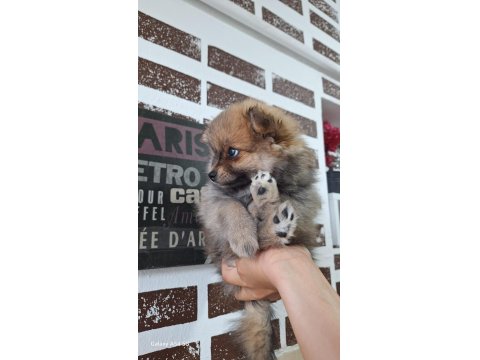 Pomeranian Boo Orjinal Teddy