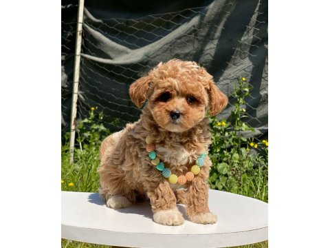 Maltipoo Dişi Köpeğimiz