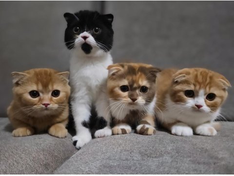Uygun Koca Kafalı Scottish Fold Yavruları