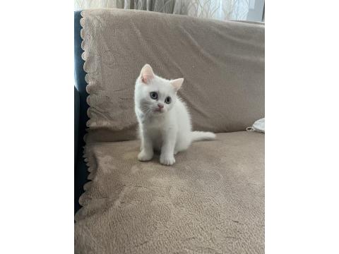 British Shorthair Güzel Kız