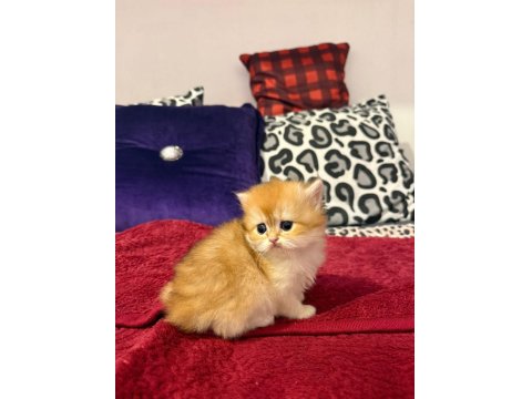 Mükemmel Güzellikte Dişi British Longhair Golden