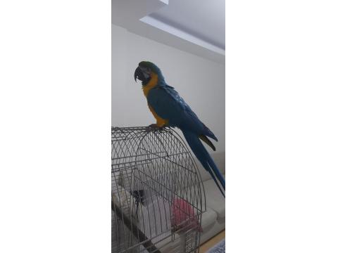 Macaw Papağanım Paşamı Sahiplendiriyorum