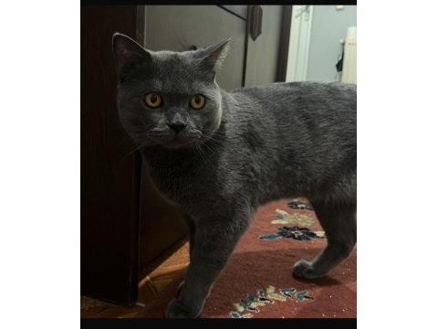 1 Yaşında Erkek Bal Göz British Shorthair