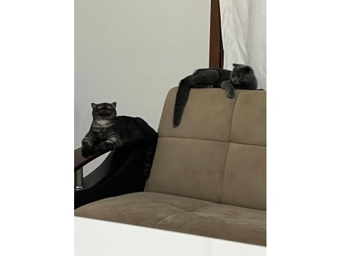 6 Aylık Safkan Scottish Fold Evde Üretim
