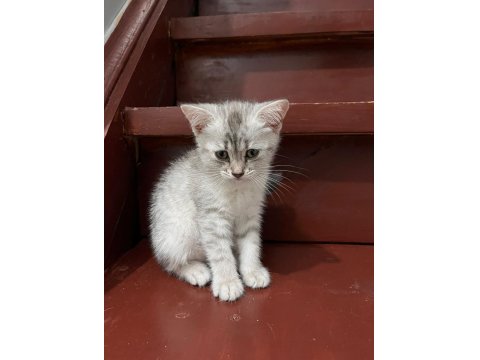British Shorthair 2 Aylık Yavrumuz