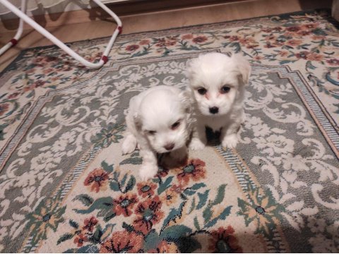 Xs Maltese Bebeklerimiz