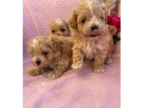 Maltipoo Mini Teacup Yavrularımız