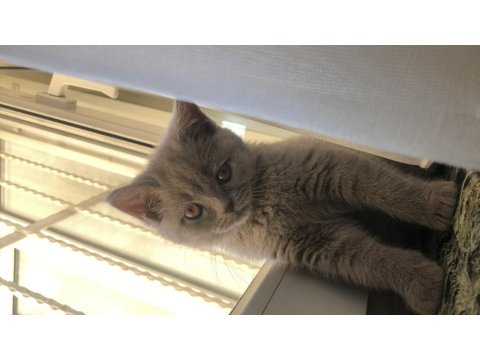 British Shorthair Kül Rengi Yavru Kedimiz