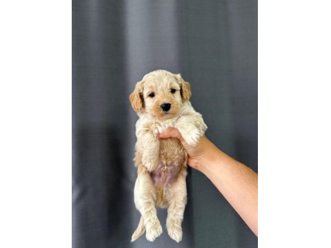 Yavru Maltipoo Köpeği