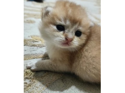 Şampiyon Kan Hattın Ny11 Ve Ny12 Golden British Çocukları