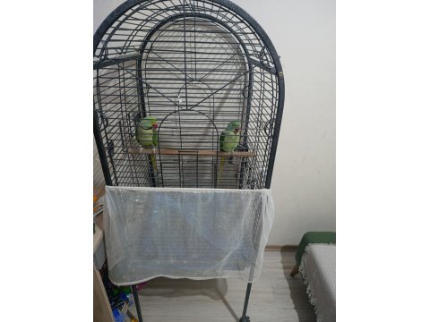 Erkek Dişi Alexander Papağanı