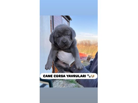 Dev Cane Corso Yavruları